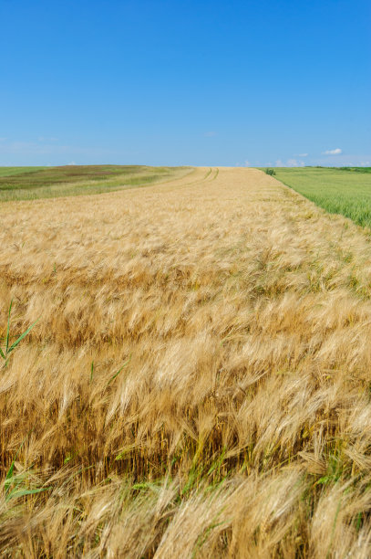麦田图片下载