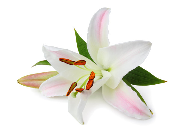 莉莉孤立图片下载