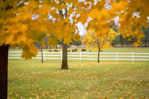 黄叶下的牧场上的牛群图片下载
