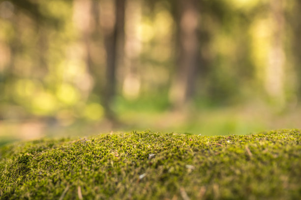 树林照片素材ID：147765880