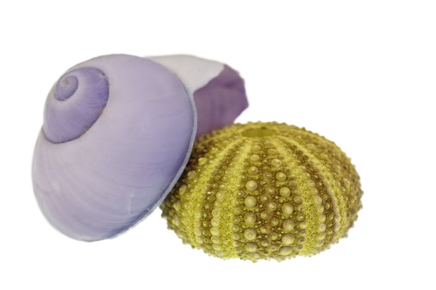 两个白色的海贝壳图片下载