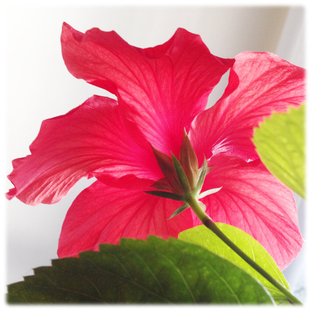 芙蓉花图片下载