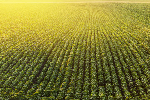 大豆图片素材ID：147783364