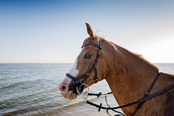 近距离肖像的阿拉伯马在海滩图片下载