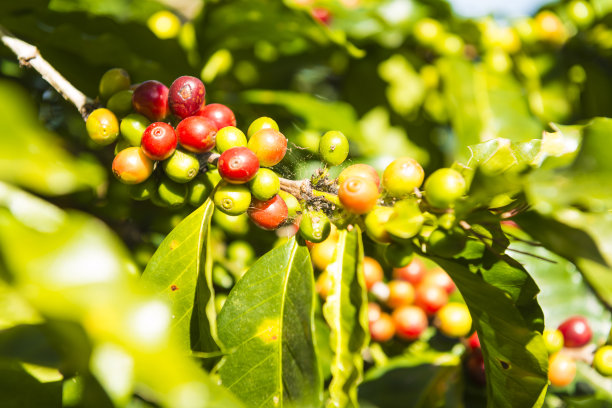 鲜红和绿色的咖啡种子在户外种植。图片下载