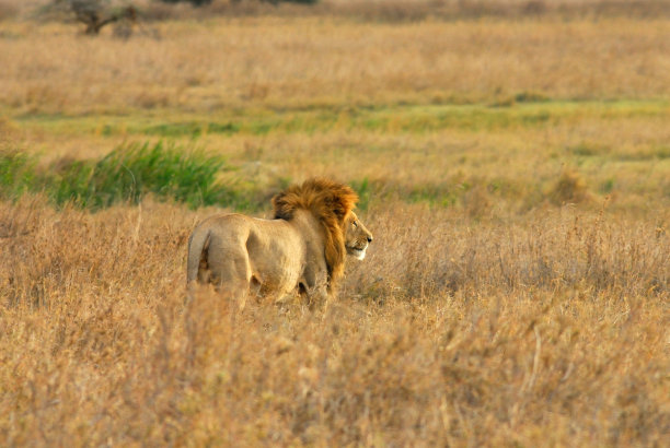 非洲狮子图片下载