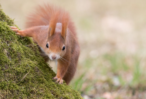 红松鼠坐在长满苔藓的树干上素材图片
