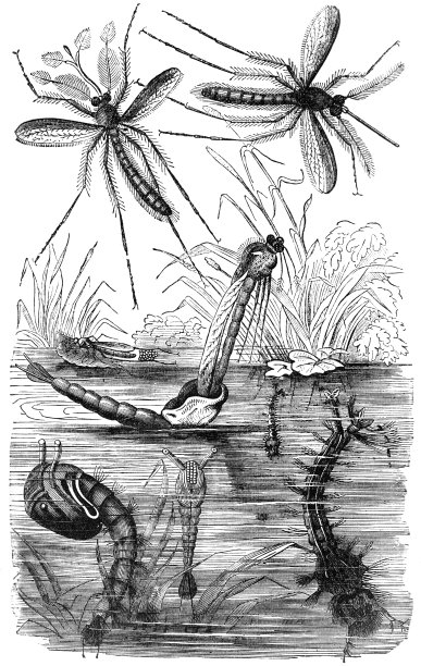 小昆虫生命周期图片下载