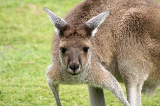 袋鼠图片下载