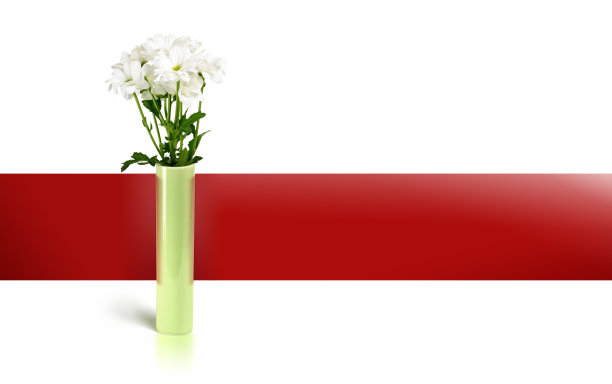 隔离白色甘菊图片下载