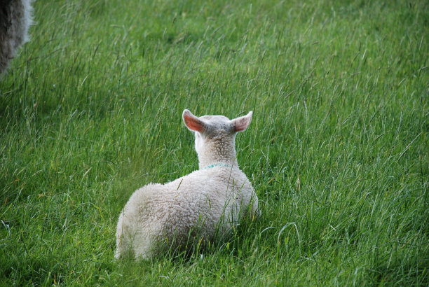 羊图片下载