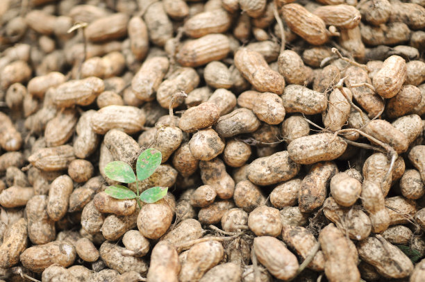 生花生和叶子图片下载