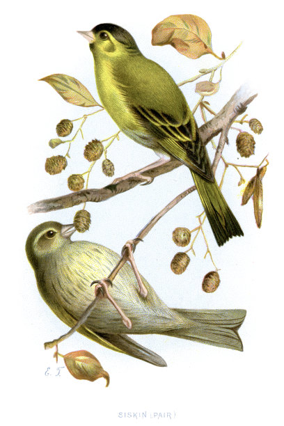 欧洲Siskin - Carduelis spinus图片下载