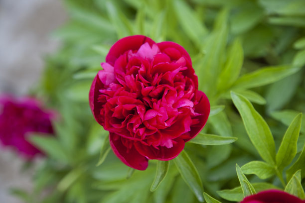 花园里有紫红色的花图片下载