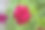 花园里有紫红色的花图片下载