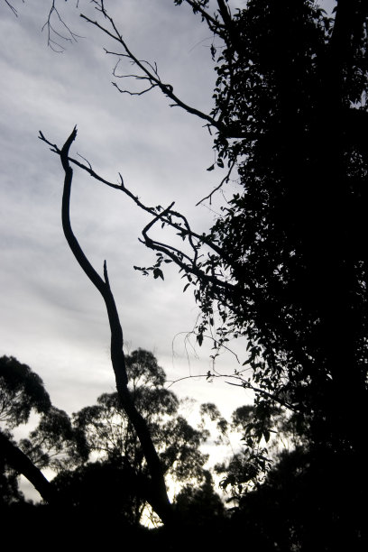 黄昏时树枝和蔓藤的剪影图片下载