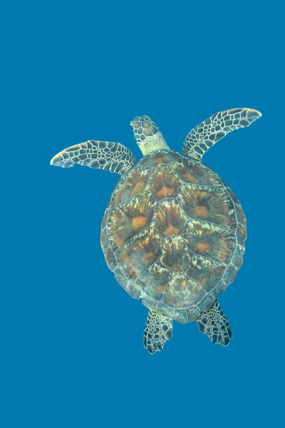 绿海龟图片下载