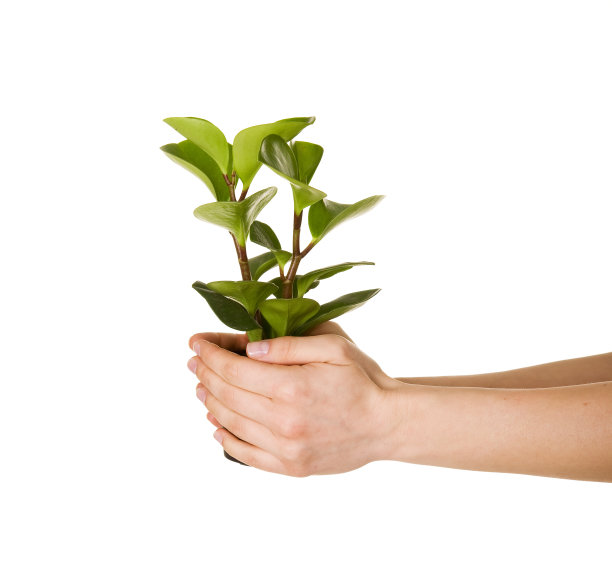 绿色植物图片下载