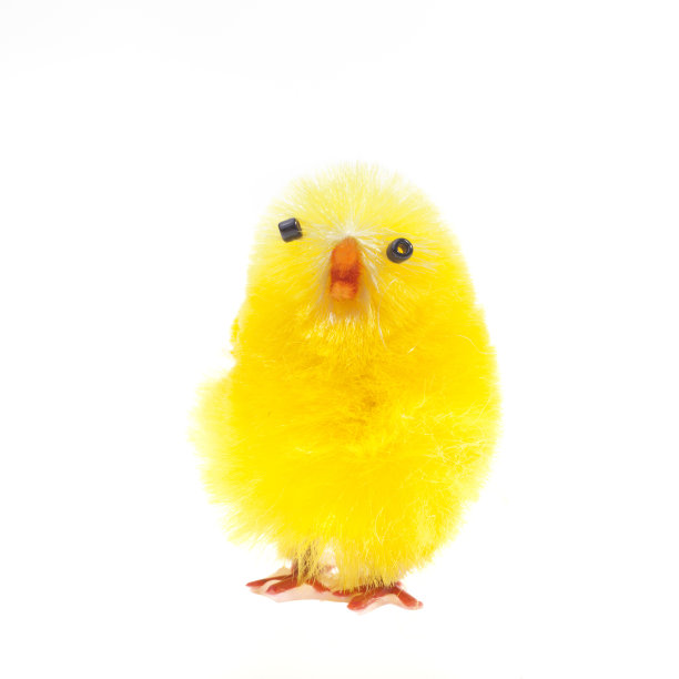 复活节小鸡孤立在白色图片下载