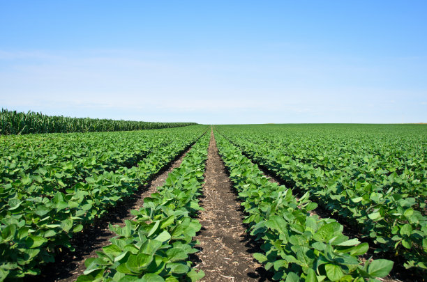 爱荷华州成行的大豆图片下载