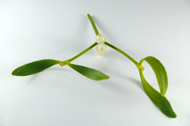 亲吻寄生图片下载