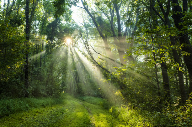 太阳从迷雾笼罩的森林中升起图片下载