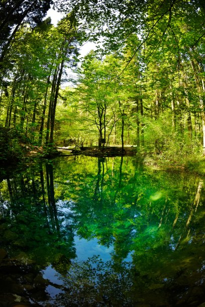 森林中的湖泊图片下载