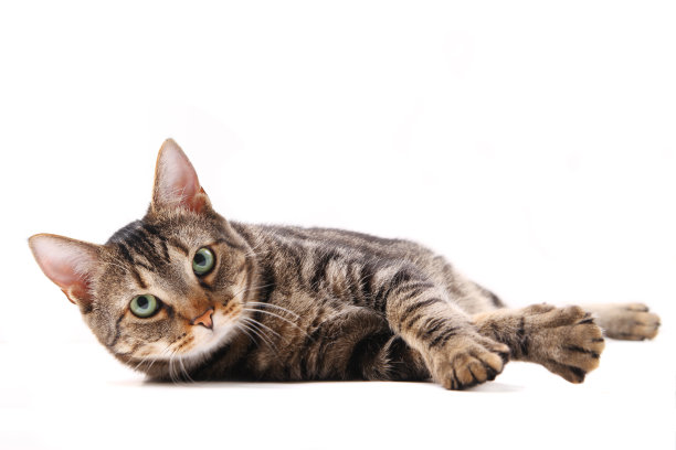 猫躺着图片下载