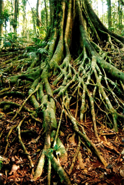 树根伸展的树图片下载