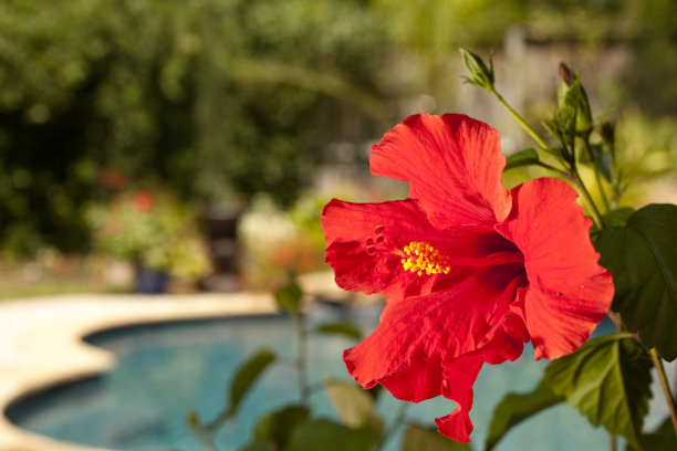 红色的芙蓉花盛开，泳池背景。热带。图片下载
