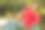 红色的芙蓉花盛开，泳池背景。热带。图片下载