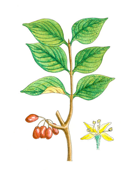 植物工厂。图片下载