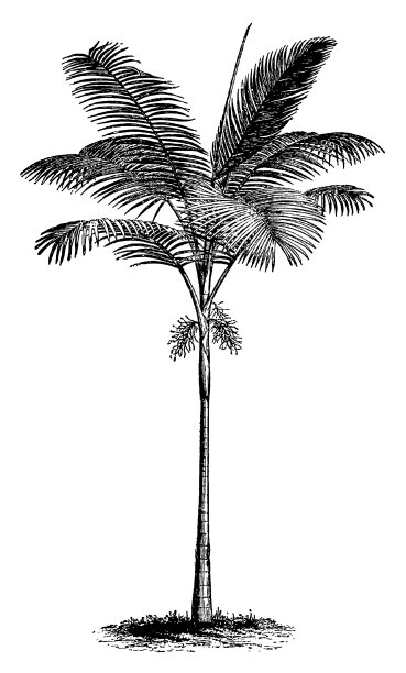 复古剪辑艺术和插图|棕榈树图片下载