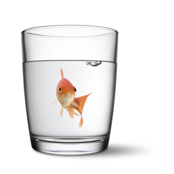 玻璃杯里的鱼图片下载