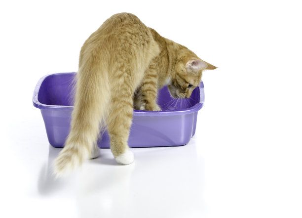 猫走进猫砂盒图片下载