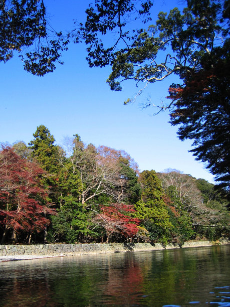 五颜六色的树在日本图片下载
