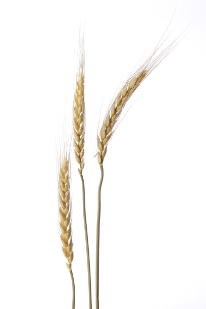 孤立的镜头，三个金色的小麦对白色的背景图片下载