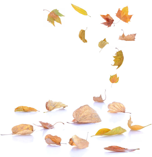 秋叶下降图片下载