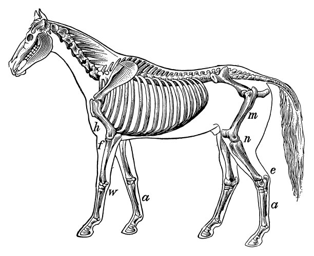 马骨架|古董科学插图图片下载