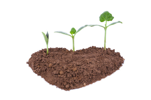 新的生命在心状污垢孤立在白色的背景图片下载