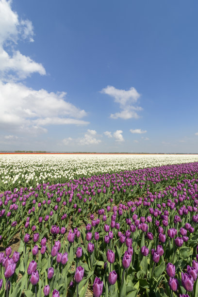 紫色郁金香图片下载