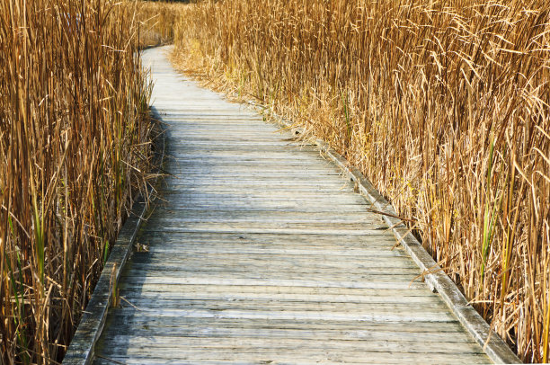 穿过沼泽芦苇的木板路图片下载