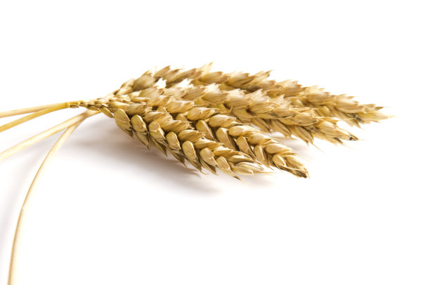 小麦上白-特写图片下载