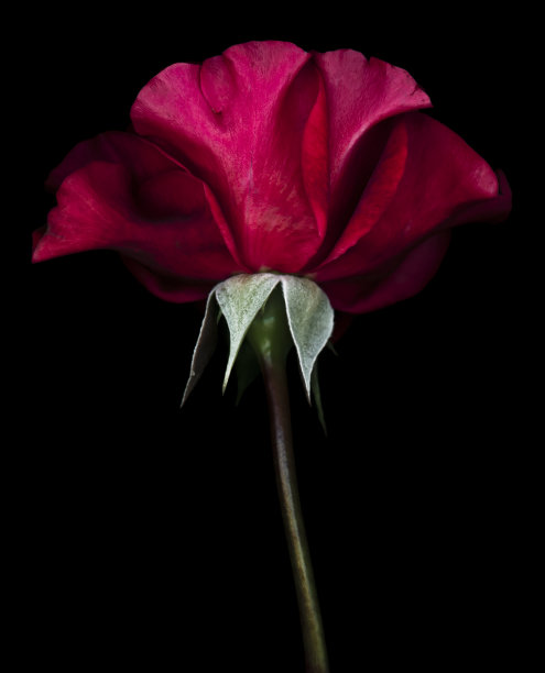 孤立在黑色上的红玫瑰图片下载