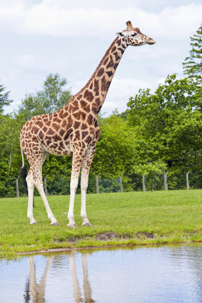 长颈鹿图片下载