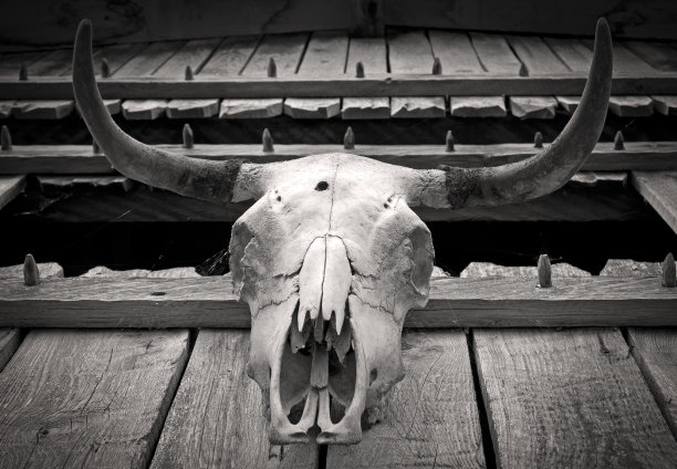 动物的头骨图片下载