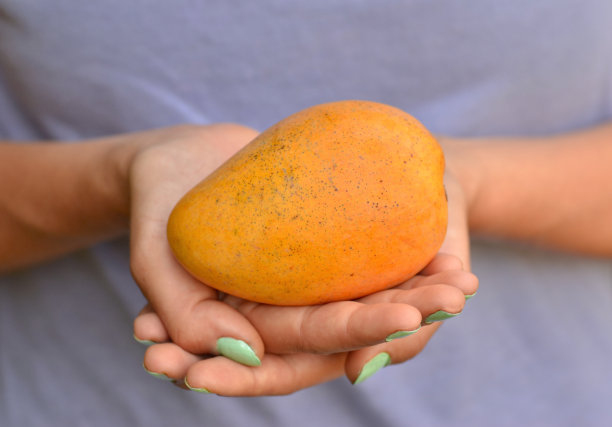 两只手捧着黄色的芒果图片下载