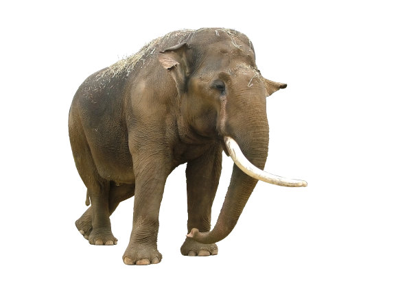 大象:印度，一根象牙，孤立图片下载
