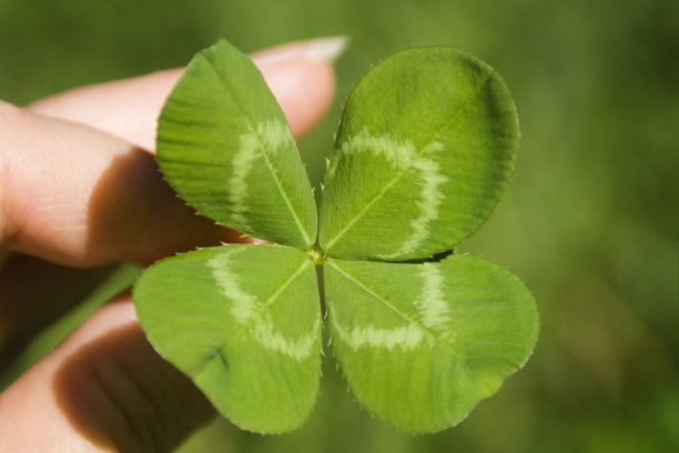 手握四叶三叶草庆祝圣帕特里克节图片下载