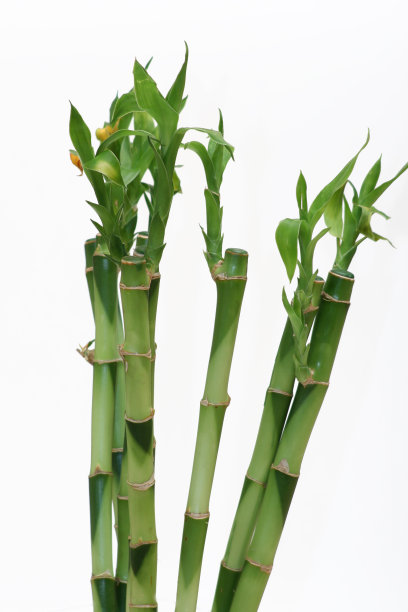 白色背景下的幸运竹图片下载